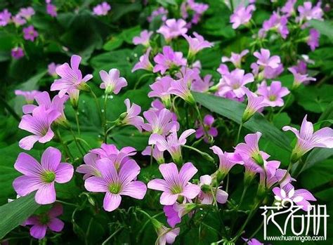 四季開花喬木|什麼花一年四季都開花？四季開花的9大推薦 